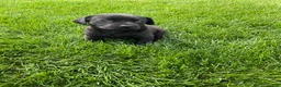 Labrador Retriever dogs for sale: Lily - Ad 1