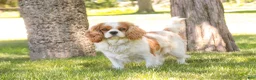 Mixed Breed dogs for sale: Smurf MUNCHKIN BERNEDOODLE - Ad 11