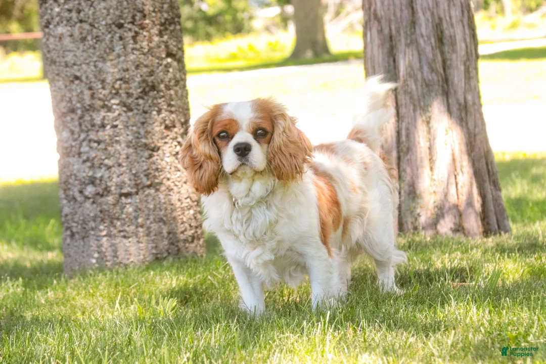 Mixed Breed dogs for sale: Smurf MUNCHKIN BERNEDOODLE - Ad 11