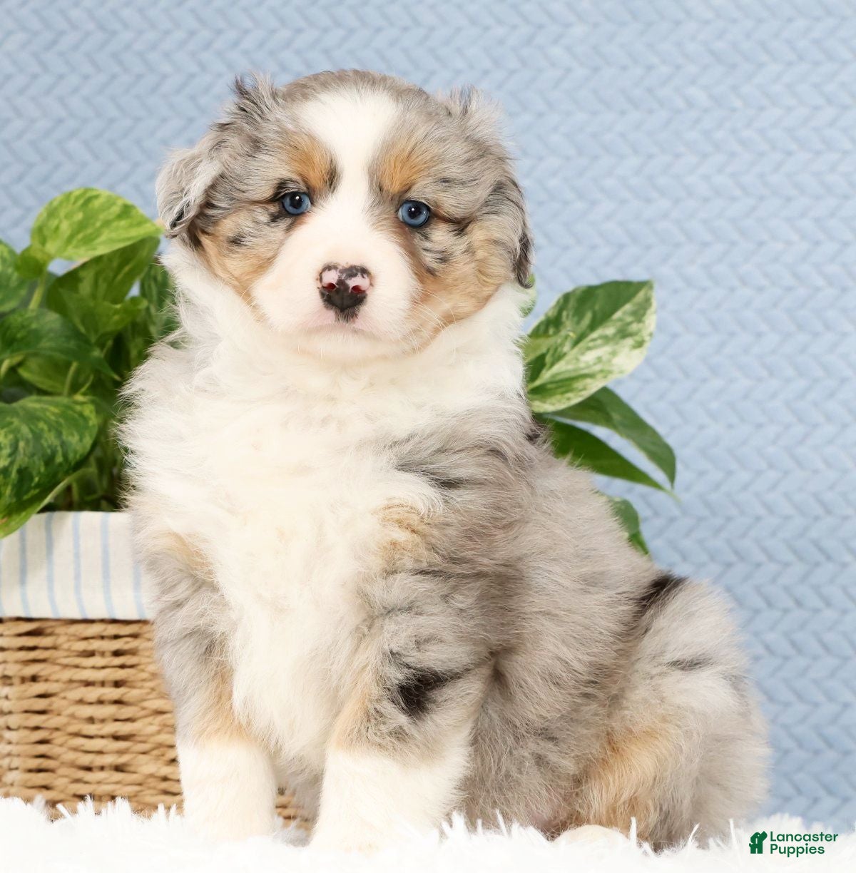 Miniature Australian Shepherd dogs for sale: Riley - Ad 1