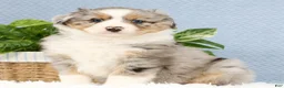 Miniature Australian Shepherd dogs for sale: Riley - Ad 1
