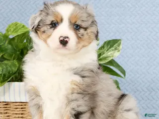 Miniature Australian Shepherd dogs for sale: Riley - Ad 1