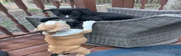Mixed Breed dogs for sale: Black Panther - Ad 7