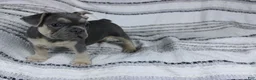 French Bulldog dogs for sale: Dennis - Ad 3