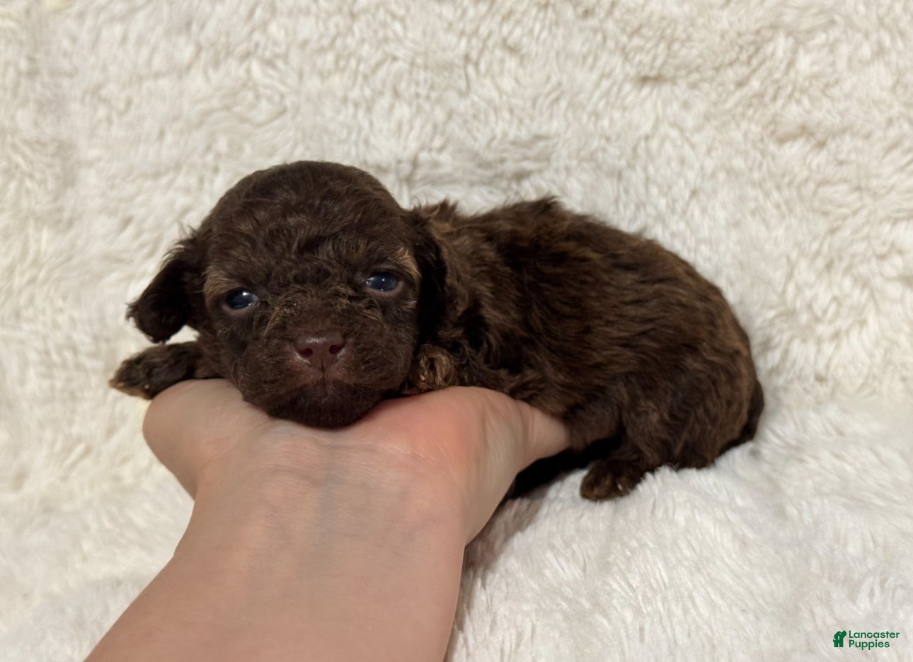 Toy Poodle dogs Loki - Ad 36