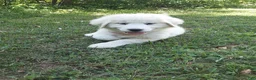 Great Pyrenees dogs for sale: Rosalee - Ad 4