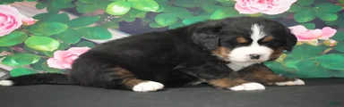 Bernese Mountain Dog Puppy 4