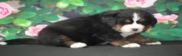 Bernese Mountain Dog dogs for sale: Bernese Mountain Dog Puppy 4 - Ad 1