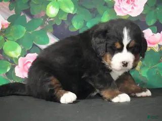 Bernese Mountain Dog dogs Bernese Mountain Dog Puppy 4 - Ad 25
