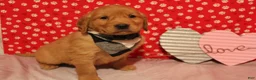 Golden Retriever dogs for sale: Tucker - Ad 2