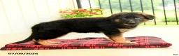 German Shepherd dogs for sale: Roselle - Ad 1