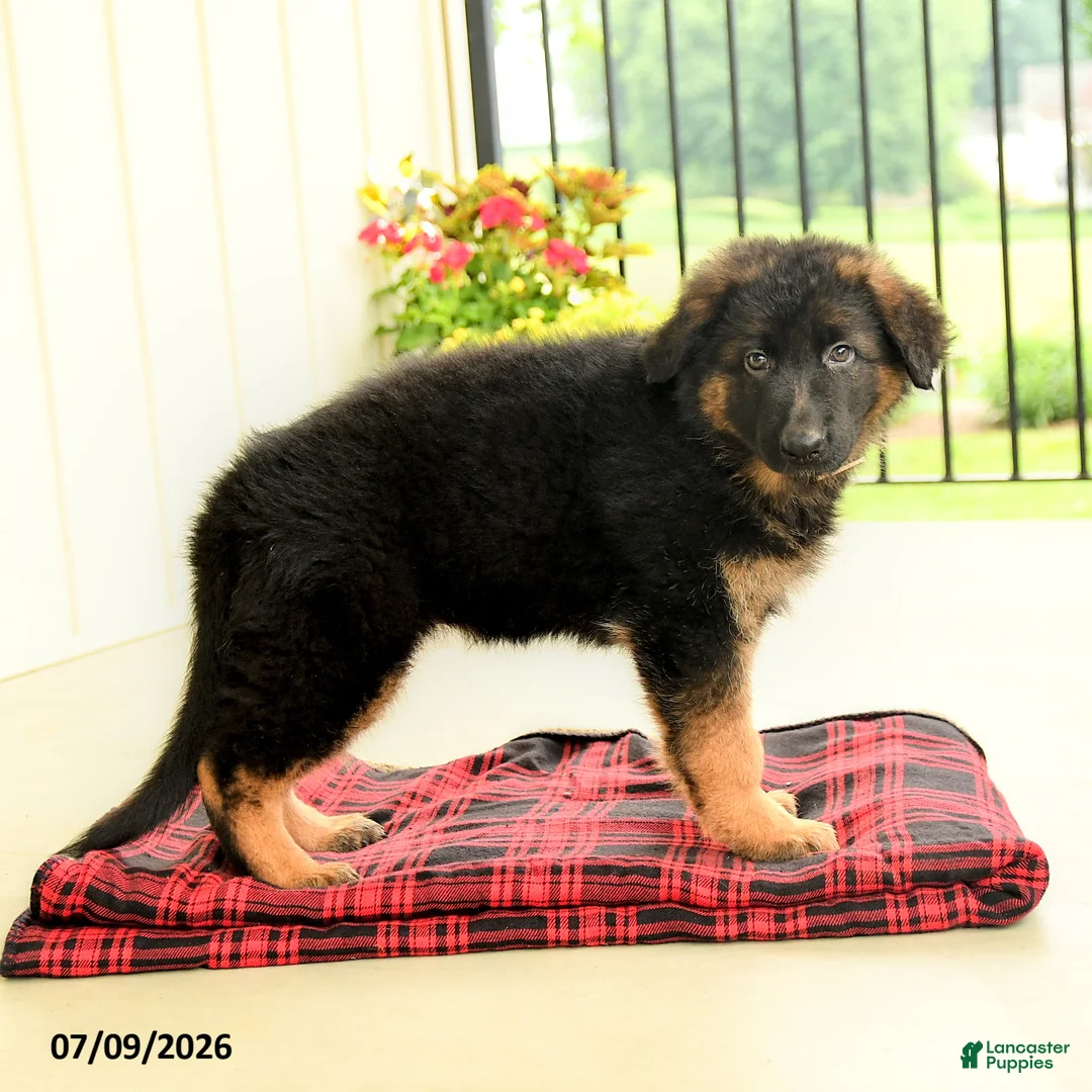 German Shepherd dogs for sale: Roselle - Ad 1