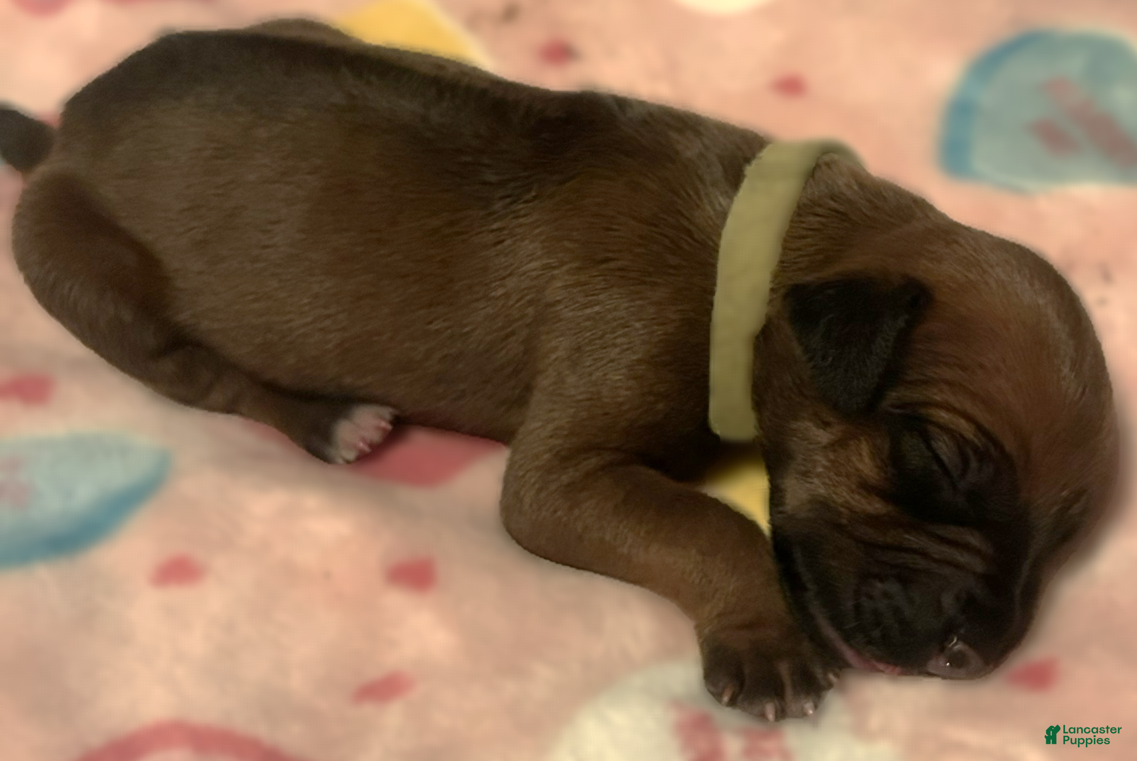 Rhodesian Ridgeback dogs Rhodesian Ridgeback Puppy 4 - Ad 3