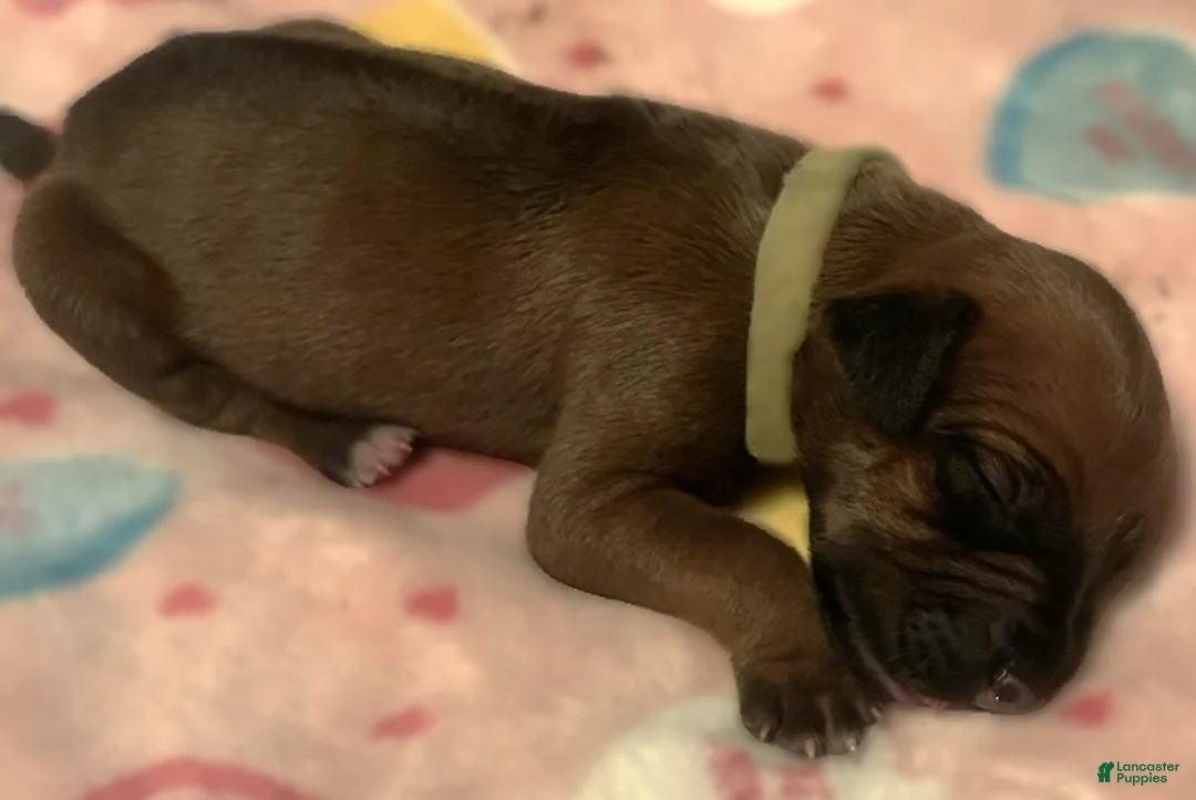 Rhodesian Ridgeback dogs for sale: Rhodesian Ridgeback Puppy 4 - Ad 1