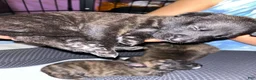 Mixed Breed dogs for sale: Turquoise  - Ad 1