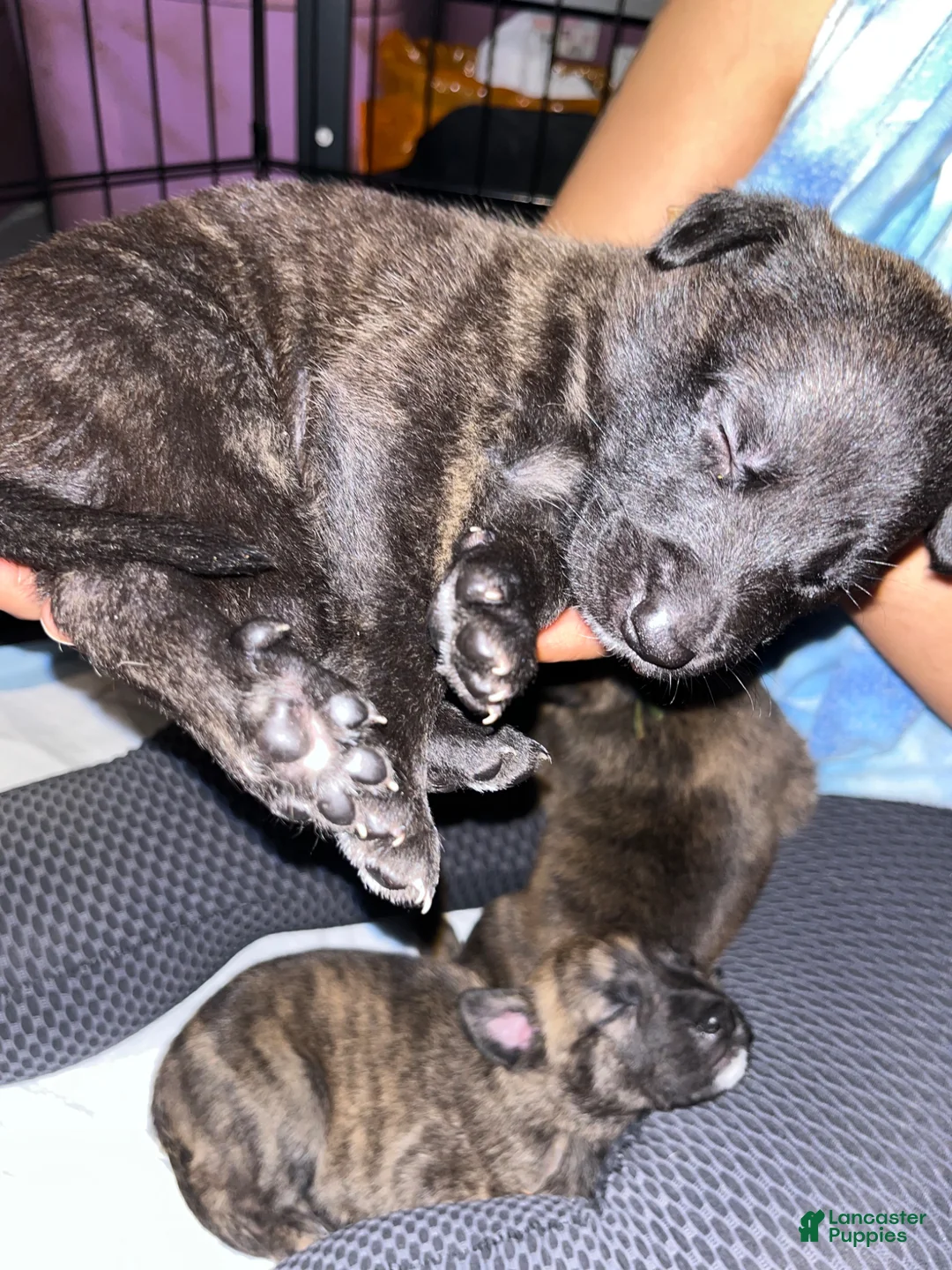 Mixed Breed dogs for sale: Turquoise  - Ad 1