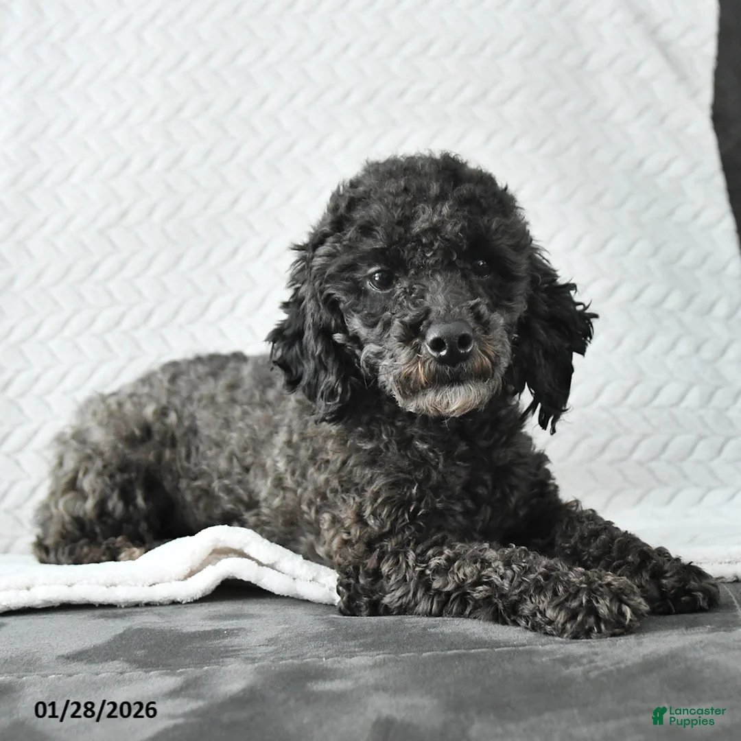 Miniature Poodle dogs for sale: Lacy - Ad 1