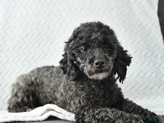 Miniature Poodle dogs for sale: Lacy - Ad 1