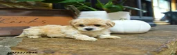 Maltipoo dogs for sale: Xavier - Ad 4