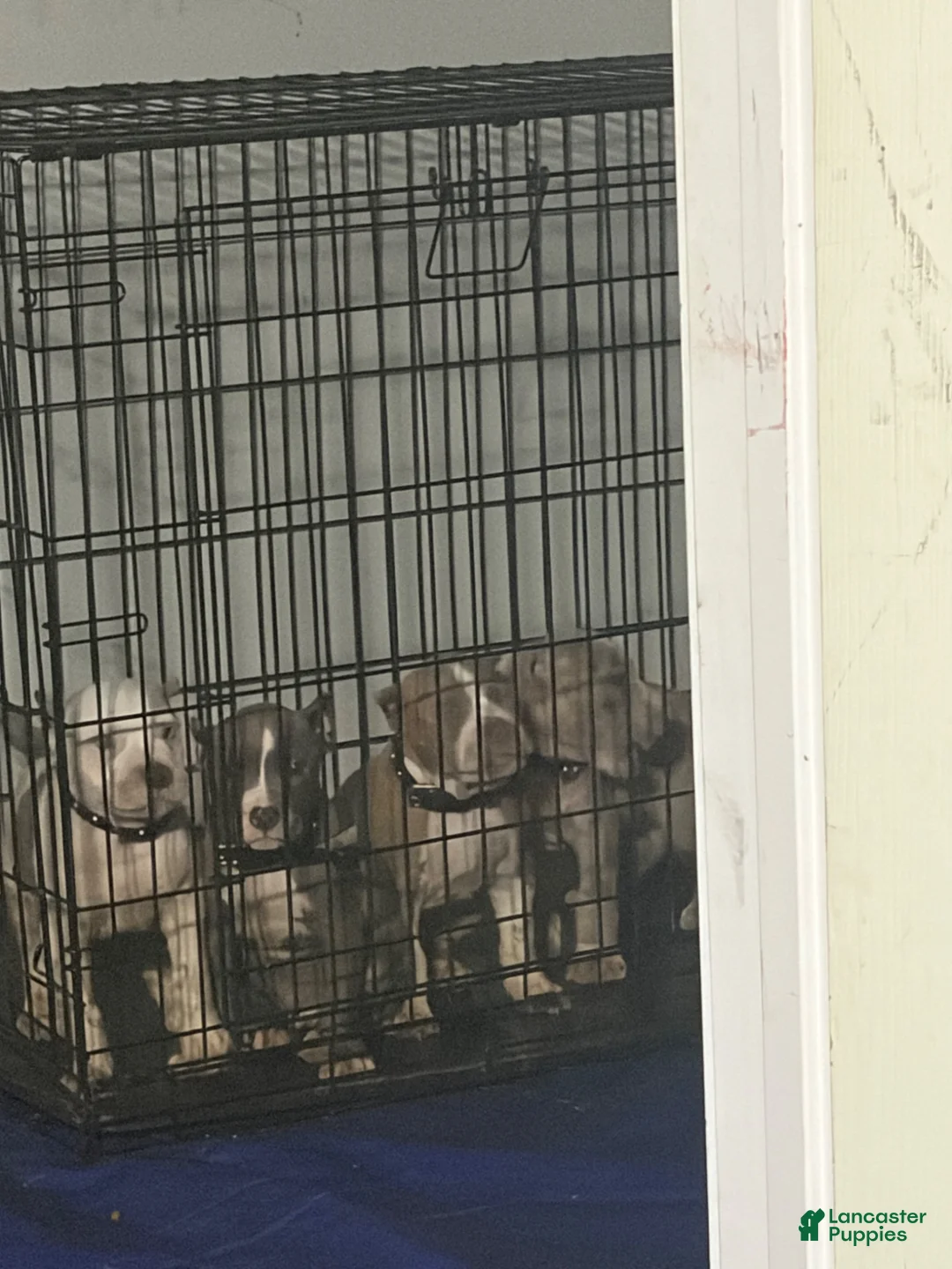 American Bully dogs for sale: American Bully 1 - Ad 2