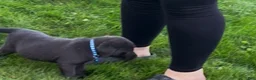 Labrador Retriever dogs for sale: Labrador Retriever 1 - Ad 5
