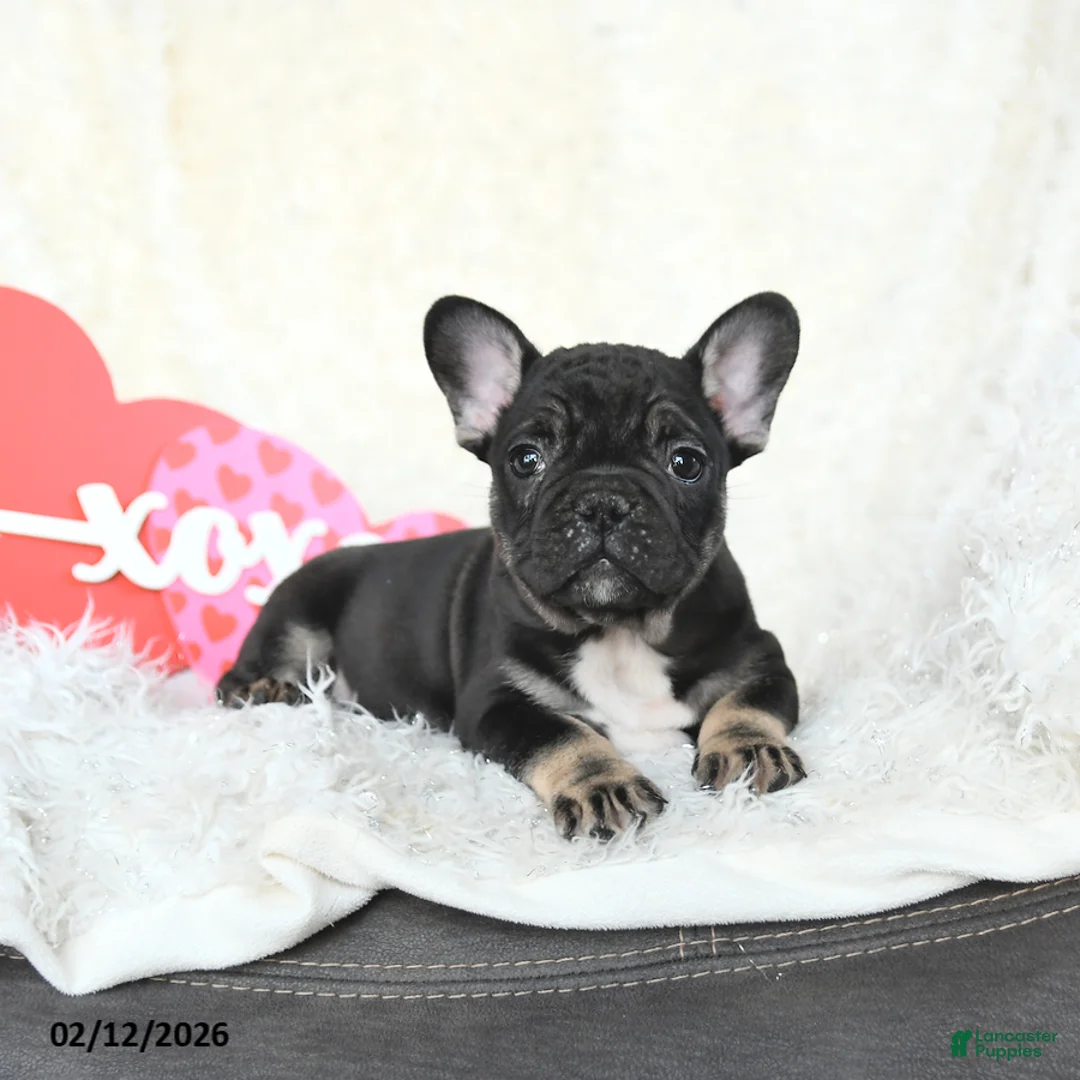 French Bulldog dogs for sale: Hero - Ad 3