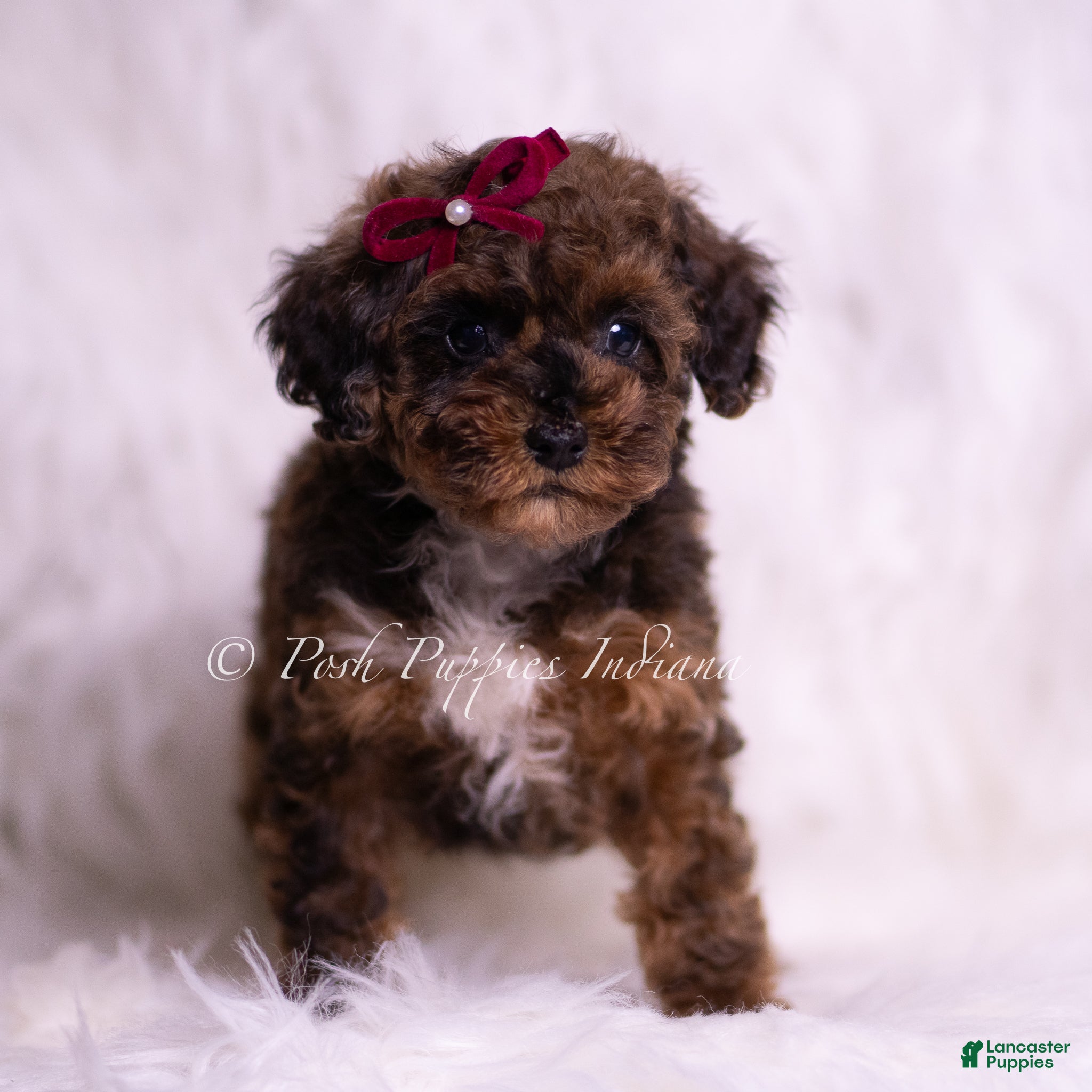 Toy Poodle dogs Mandy - Ad 2