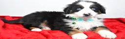 Miniature Australian Shepherd dogs for sale: Rambo - Ad 3