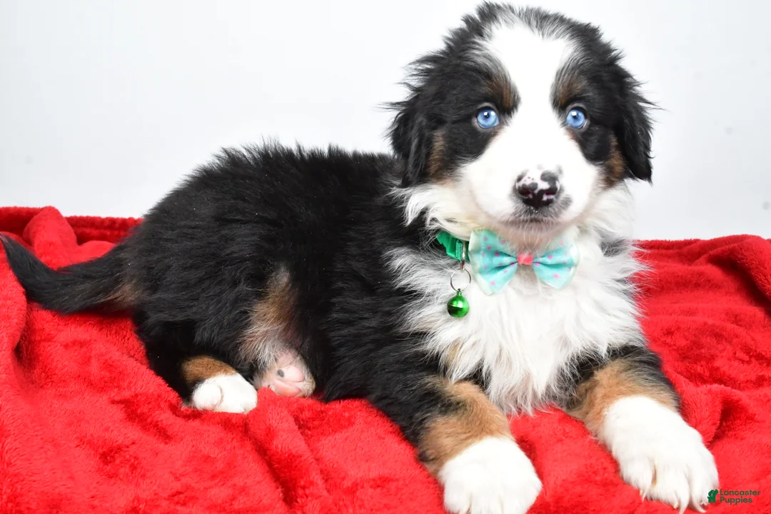Miniature Australian Shepherd dogs for sale: Rambo - Ad 3