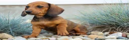 Miniature Dachshund dogs for sale: Sabrina 💝 - Ad 6