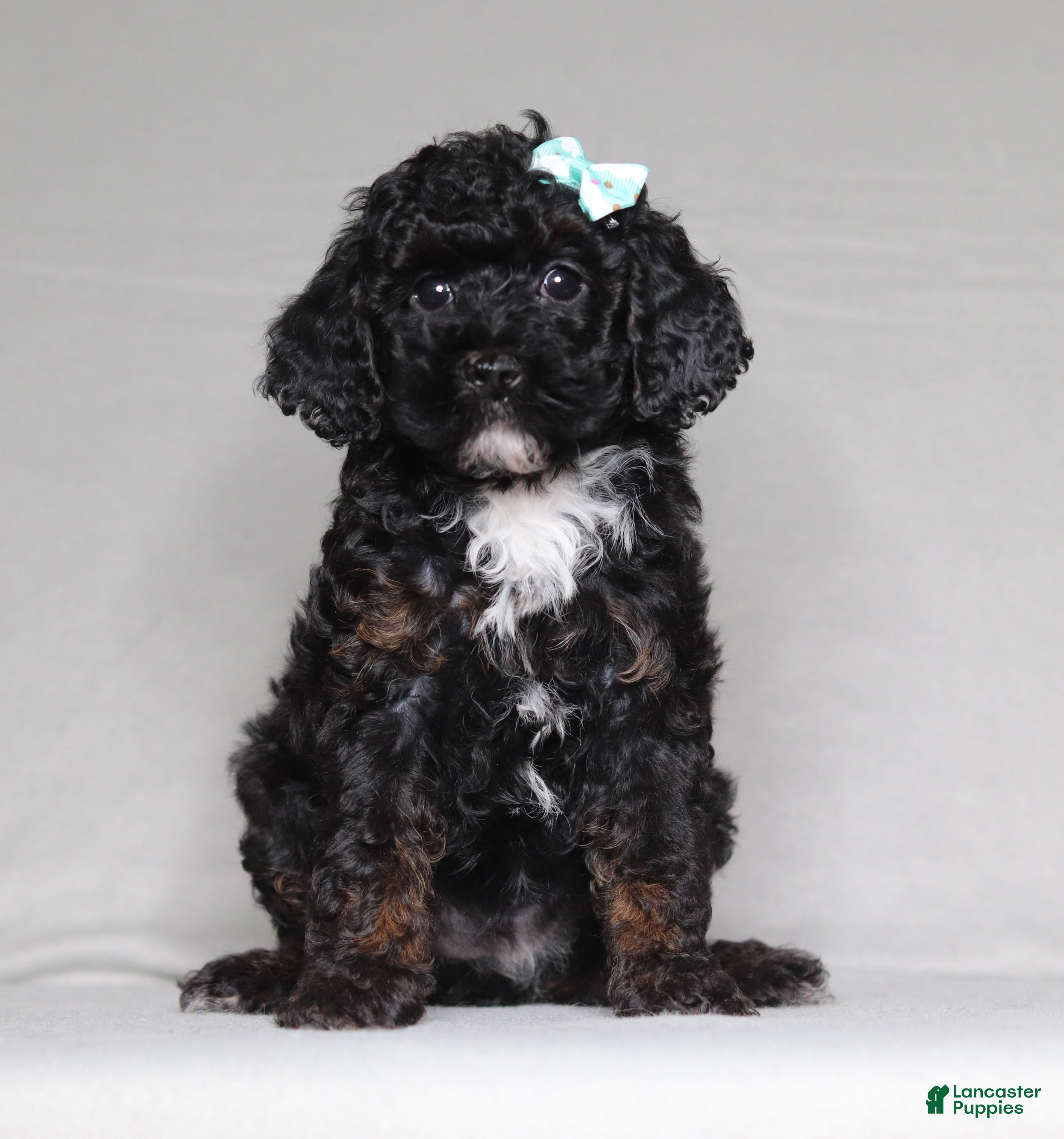 Mixed Breed dogs for sale: Ember - Ad 2