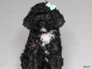 Mixed Breed dogs for sale: Ember - Ad 2
