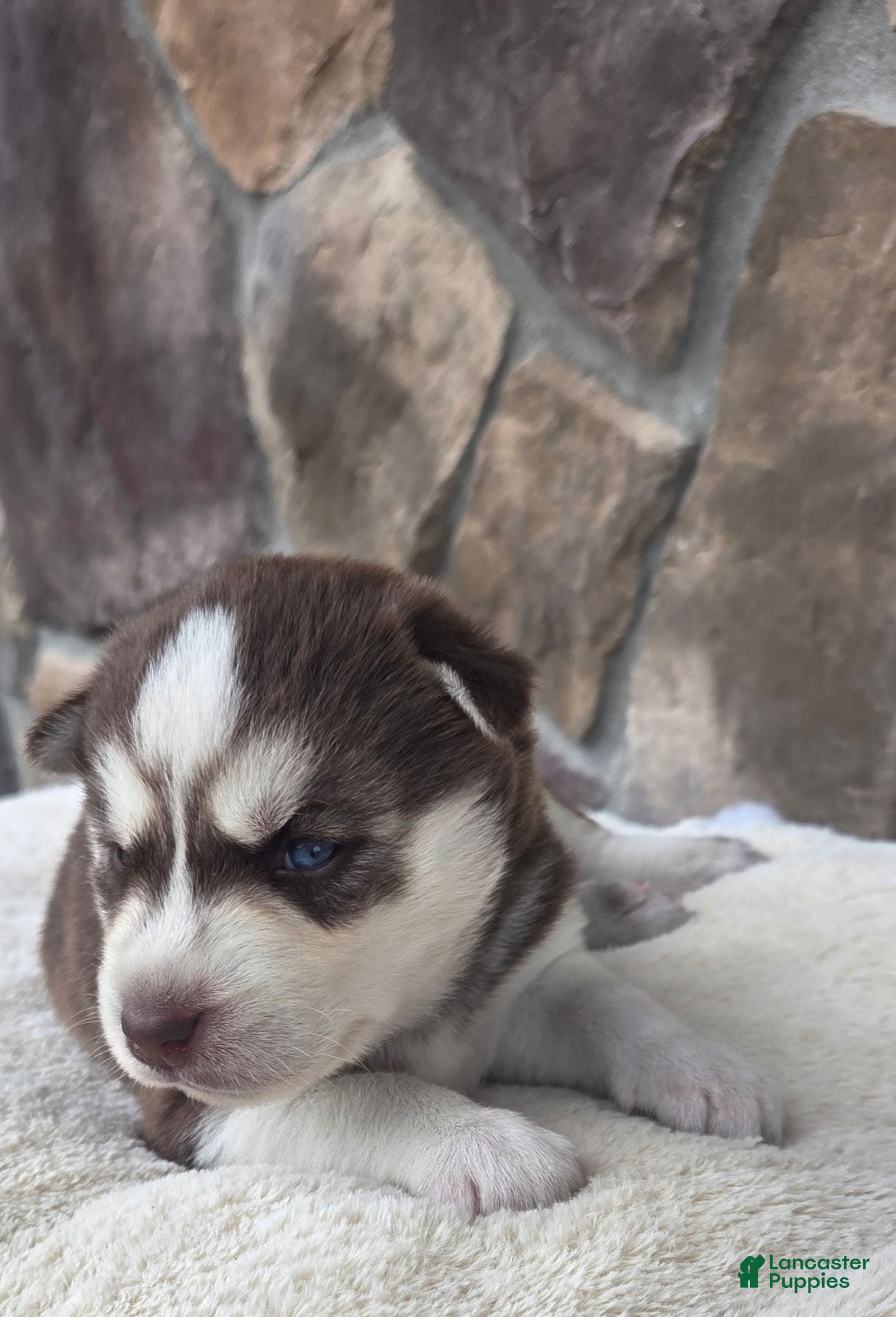 Siberian Husky dogs Ginger - Ad 2