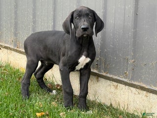 Great Dane dogs Mike - Ad 37