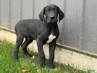 Great Dane dogs for sale: Mike - Ad 3