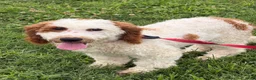 Miniature Labradoodle dogs for sale: Carl - Ad 3