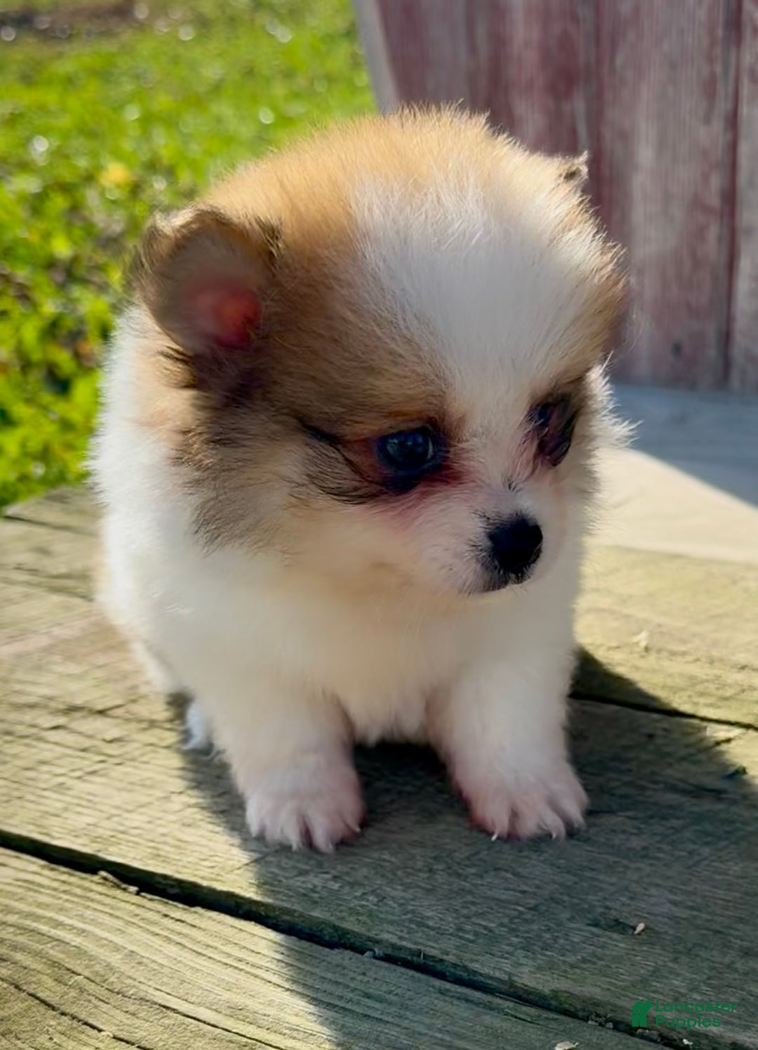 Pomeranian dogs for sale: Paddi - Ad 2