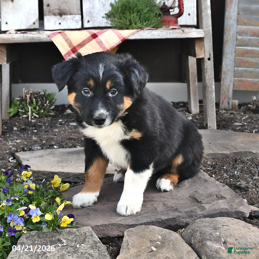 Australian Shepherd dogs Blake - Ad 2