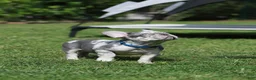 French Bulldog dogs for sale: Leo - Ad 6