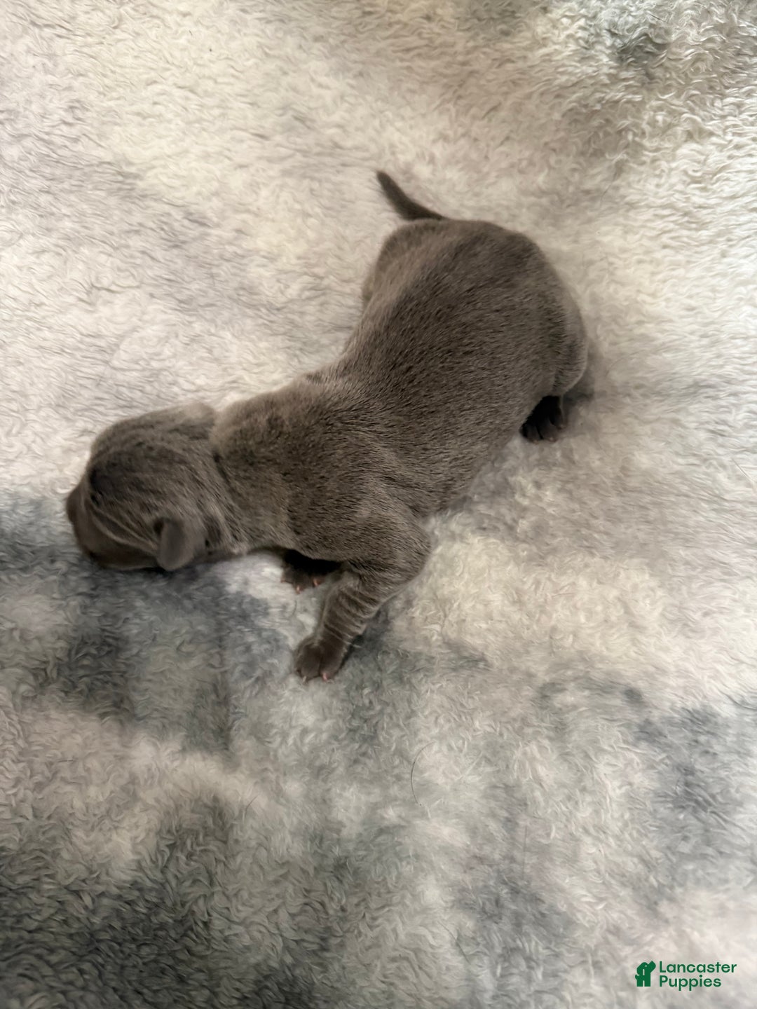 Cane Corso dogs for sale: Cane Corso Puppy 2 Peggy Sue  - Ad 1