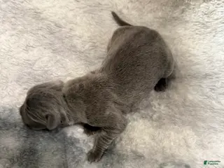 Cane Corso dogs Cane Corso Puppy 2 Peggy Sue - Ad 21