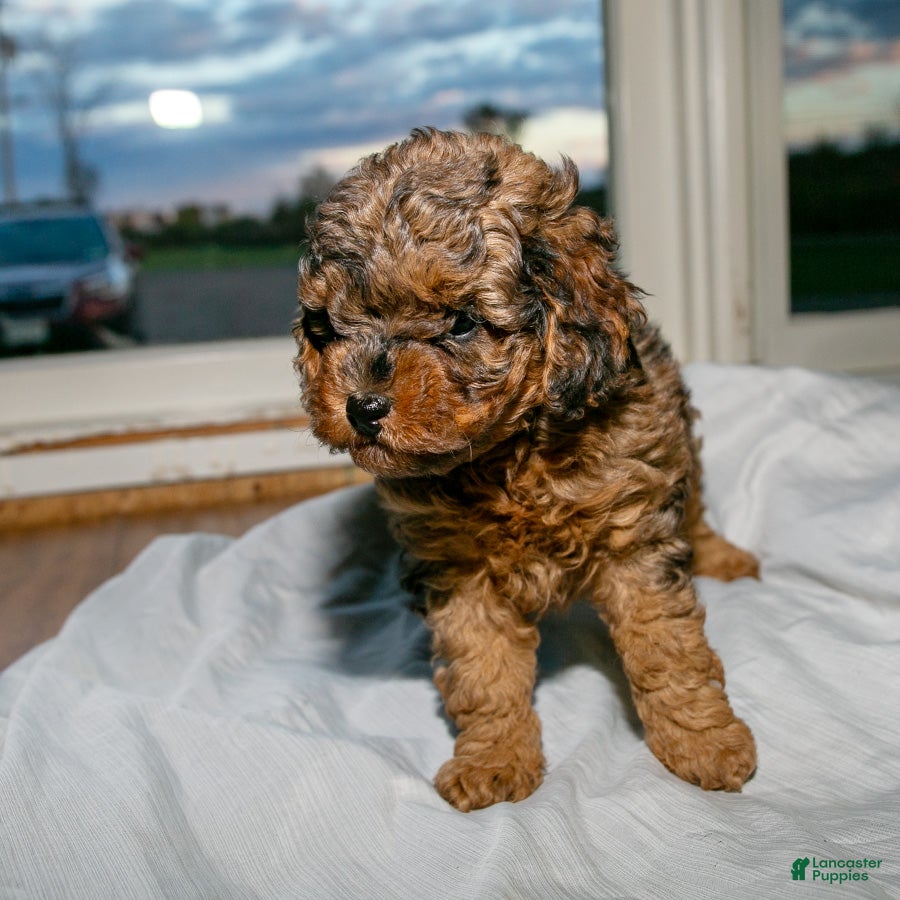 Cockapoo dogs Rusty Jr. - Ad 2