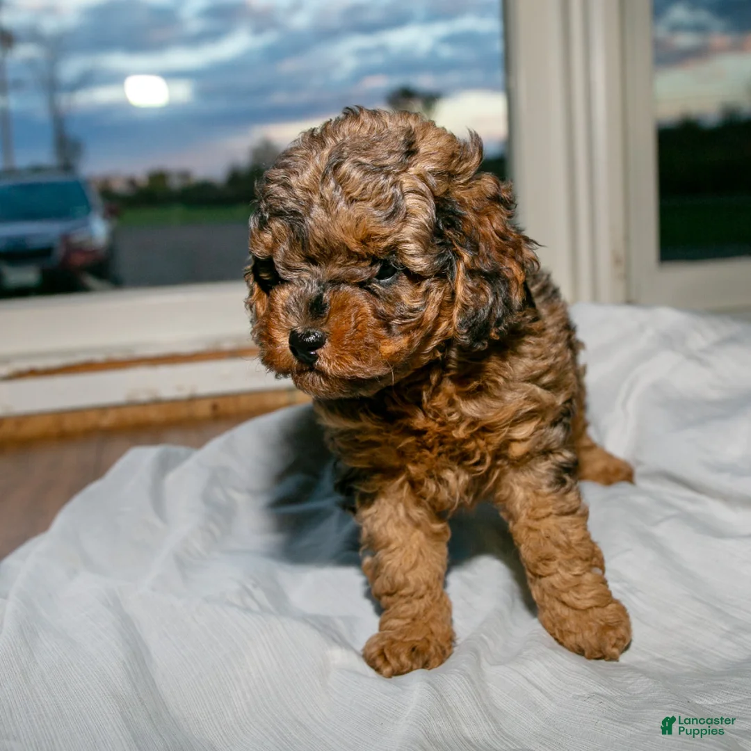 Cockapoo dogs for sale: Rusty Jr. - Ad 2