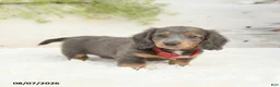 Miniature Dachshund dogs for sale: Lake  - Ad 4