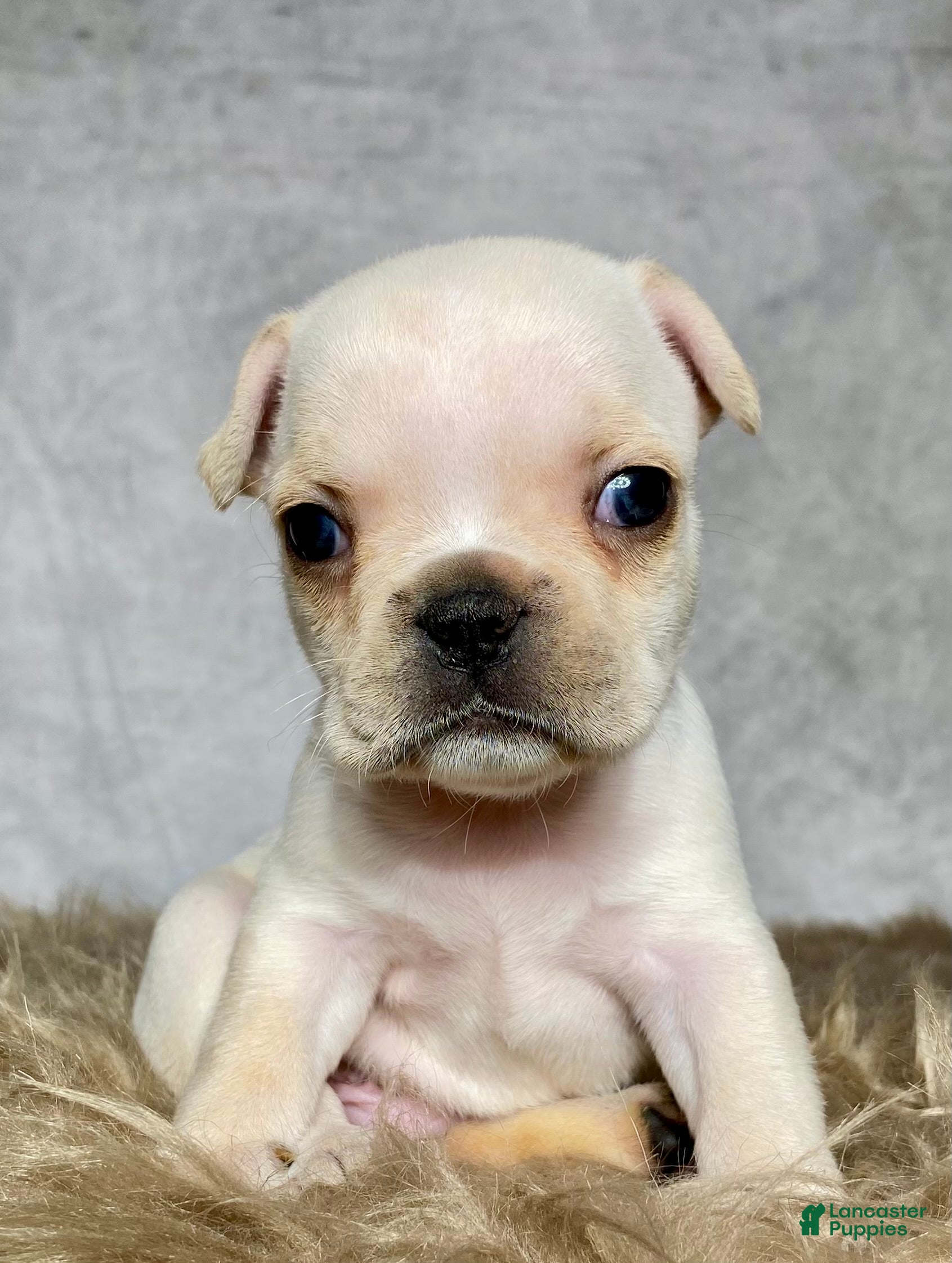 Frenchton dogs Mr. Max  - Ad 1
