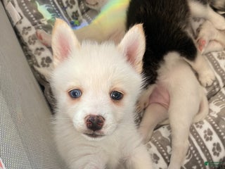 Pomsky dogs Sneezy - Ad 22