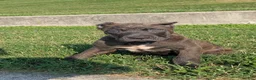 Cane Corso dogs for sale: Ceres - Ad 1