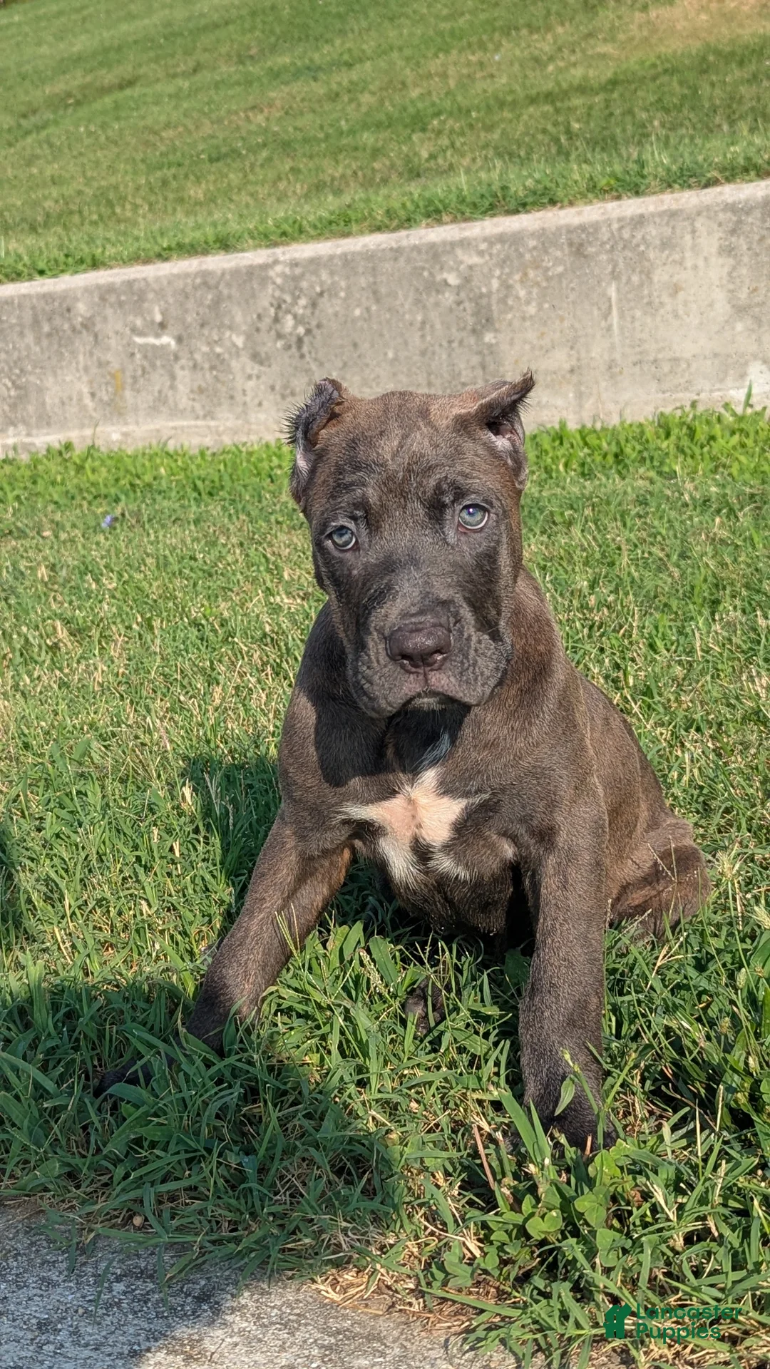 Cane Corso dogs for sale: Ceres - Ad 1
