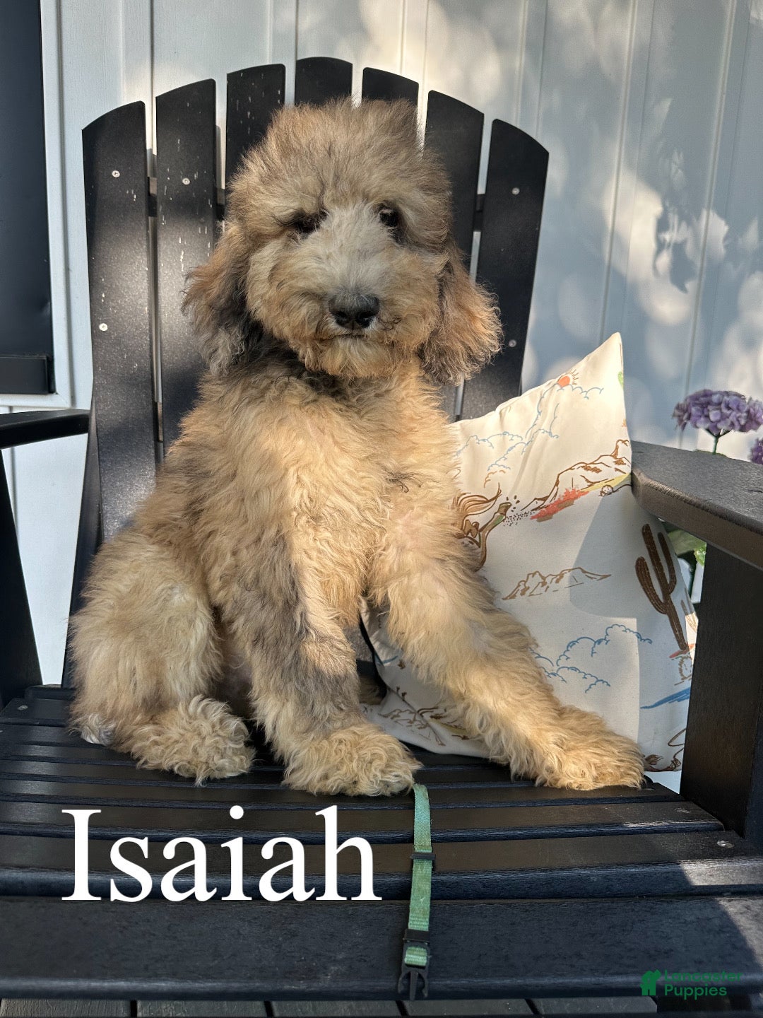 Standard Poodle dogs Isaiah - Ad 1