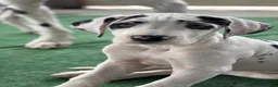 Great Dane dogs for sale: Otter - Ad 3